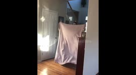 These two dogs were stumped by the #whatthefluff prank