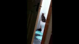 My cat using my toilet