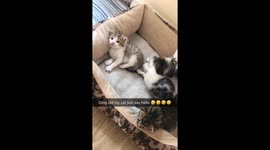 Mother cat says hello