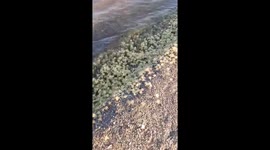 Thousands Of Baby Crabs On Beach