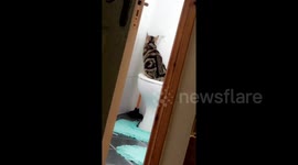 Newsflare Edit - My cat using my toilet