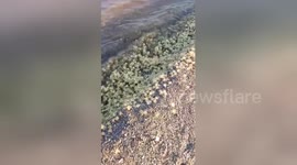 Thousands of baby crabs wash up on sea shore in Bali
