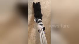 Newsflare Edit - Laziest dog in the world wants you to do all the work when playing