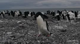 Penguin rocks - the art of perfect gift giving