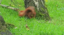 Red squirrels playing
