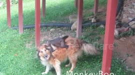 Monkey hitches a ride on a dog