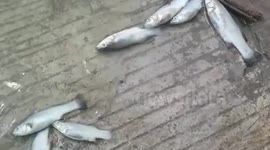 Rendijas contaminación Laguna de Cajititlán Jalisco 4