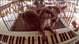 Otter enjoys playing an electronic keyboard