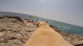 Run, Walter, run! Golden labrador's amazing sprint from home to the beach caught on GoPro