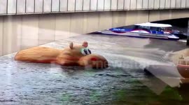 Giant hippo sculpture towed down the River Thames in London
