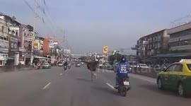 Ostrich on the loose in Thailand