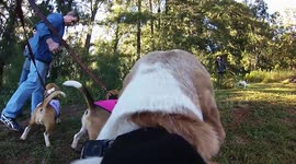 Beagle Hunt