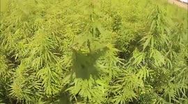 Crazy Drone Scares Roe in Hemp Field || Aerial Video HD