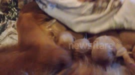 Puppies, just a couple of hours old! Need I say more?