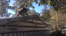 Hilarious koala jump fail