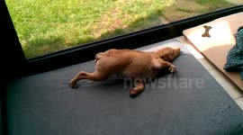 Chesapeake Bay Retriever puppy frolics around at his place.