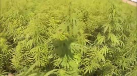 Drone films huge cannabis field in Lithuania