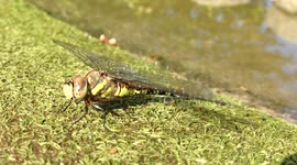 Beautiful dragon fly saved from the water