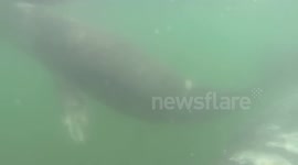 Amazing Whale and Cubs Sight in Mexico