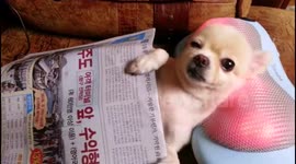 Pampered dog enjoys electric head massage