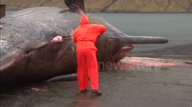 Exploding sperm whale carcass caught on camera