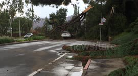Very large tree fell on top of car in Riverside California.