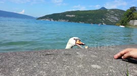 Swan teased with bread