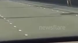 Two deer running across the Golden Gate Bridge