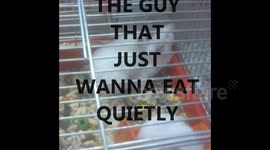 My hamster movie