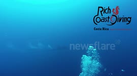 Giant Manta Rescue