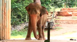 Elephant dance with PSY - GANGNAM STYLE (강남스타일)