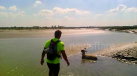 Sauvetage d'un mouton du prés-salés !
