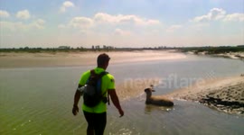 Sauvetage d'un mouton du prés-salés dans la Baie du Mont St Michel (France) !