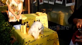 Dogs Trust Event At Mount Street