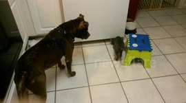 Kitten plays with dog