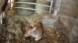 Young cow rescued from a river