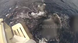 Hammerhead shark steals tuna from fisherman
