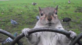 Funny squirrel asks for treats in London park