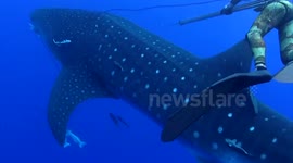 Whale shark crashes into diver