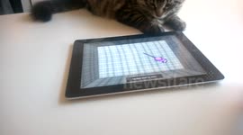 Waffles plays on iPad
