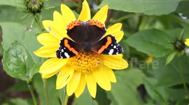 Admiral Butterfly On Sunflower