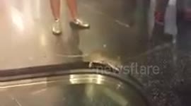 Rat stuck on escalator in LA subway