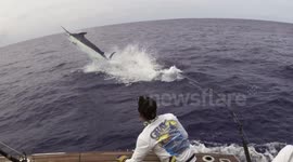 Fishermen fight with a huge blue marlin