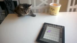 Excited cat slips off kitchen table