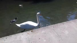 Swan on a Hot Day in June 2018