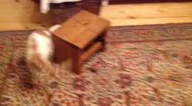 Cat going crazy over ball