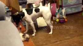 Kitten playing with dog!
