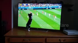Cute kitten tries to grab ball while watching World Cup match on TV