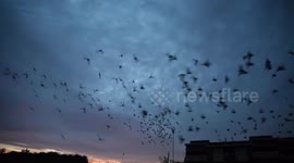 Pigeons illuminate East London With spellbinding Light Display