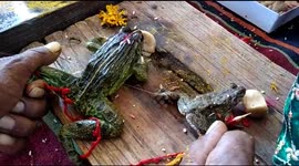 Indian Minister organises frog wedding to 'appease rain gods'